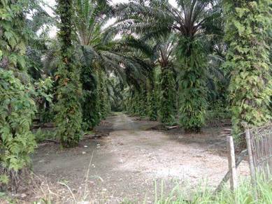 5.14 acres Palm oil Land beside main road at Kampar ,Perak