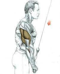 Tricep rope
