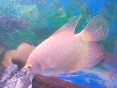 Ikan Kaloi Pets For Sale In Malaysia Mudah My