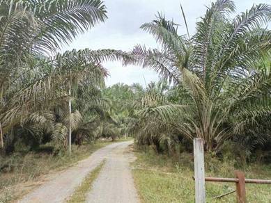 172 acres Palm oil land at Batu 5 ,Sungai Siput Perak