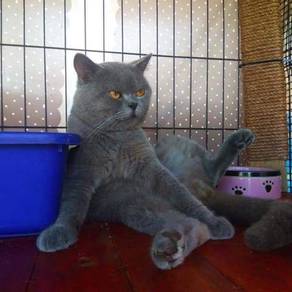 Cat mating - Pets for sale in Malaysia - Mudah.my