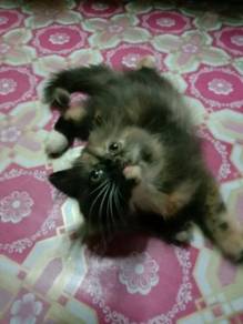 Kucing maine coon - Pets for sale in Malaysia - Mudah.my