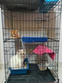 Boarding kucing - Almost anything for sale in Malaysia - Mudah.my