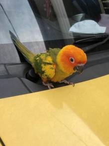 Burung SunConure High Yellow Parrot bird