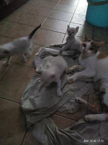 Kucing - Pets for sale in Malaysia - Mudah.my