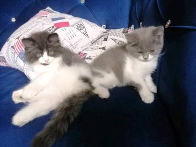 Kucing - Pets for sale in Malaysia - Mudah.my