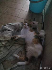 Grey cat - Pets for sale in Malaysia - Mudah.my