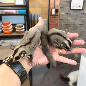 Pakej Murah Sugar Glider