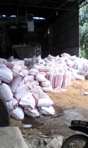 Sekam padi kuning untuk lapik ayam 6578