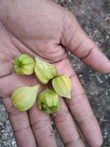 Pokok Almost Anything For Sale In Malaysia Mudah My