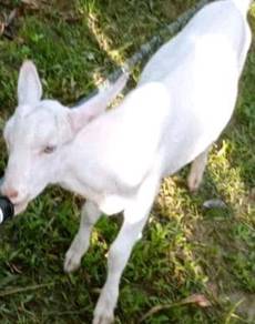 Anak kambing jantan - Pets for sale in Malaysia - Mudah.my