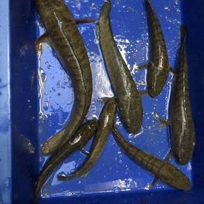 Ikan Haruan Pets For Sale In Malaysia Mudah My