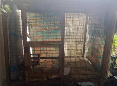 Burung Pets For Sale In Malaysia Mudah My