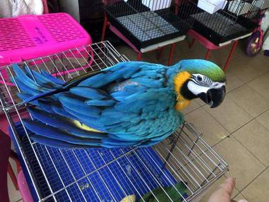 Burung Pets For Sale In Malaysia Mudah My