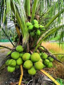 Kelapa Matag Find And Buy Almost Anything In Malaysia Mudah My