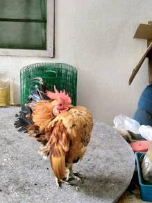 Ayam serama a - Almost anything for sale in Malaysia - Mudah.my