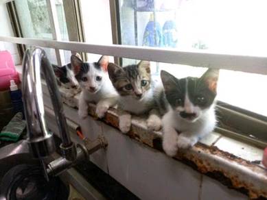 Kucing free - Almost anything for sale in Malaysia - Mudah.my