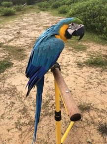 Burung Blue And Gold Macaw Parrot Bird Freefly