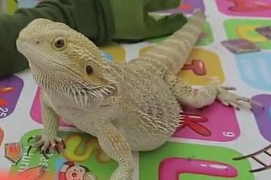 Bearded Dragon Pets For Sale In Malaysia Mudah My