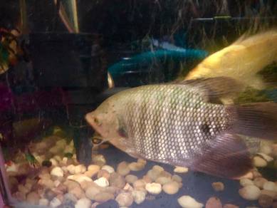 Ikan Kaloi Pets For Sale In Malaysia Mudah My