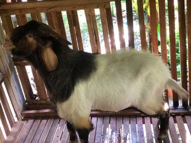 Kambing - Pets for sale in Malaysia - Mudah.my