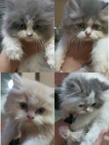 Kucing - All Leisure/Sports/Hobbies for sale in Malaysia - Mudah.my