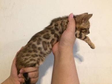 Kucing - Pets for sale in Malaysia - Mudah.my