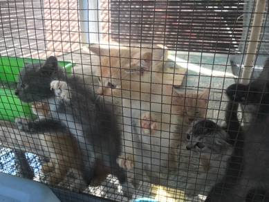 Kucing - Pets for sale in Malaysia - Mudah.my