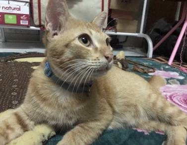 Kucing - Pets for sale in Malaysia - Mudah.my