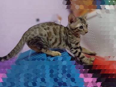 Kucing bengal - Pets for sale in Malaysia - Mudah.my