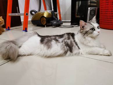 Kucing munchkin - Pets for sale in Malaysia - Mudah.my