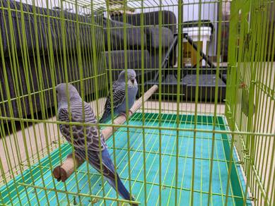 Burung budgie - Almost anything for sale in Malaysia - Mudah.my