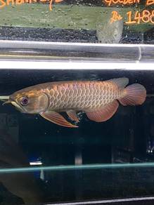 hin arowana