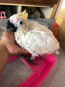Burung Baby Greater Sulfur Cockatoo Parrot Bird