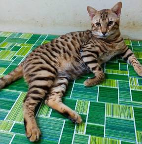 Bengal harga malaysia kucing 13 Daftar