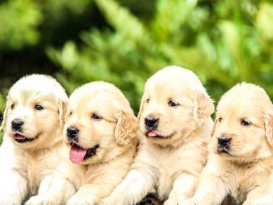 Rehome Big Bone Grade AA Golden Retriever MKA cert
