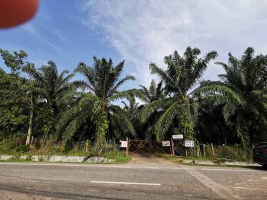 102 acres Palm oil land beside main road at Batu Lima Sungai Siput
