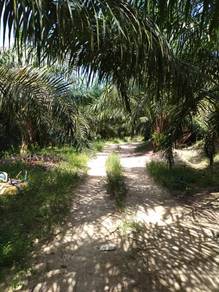 36 acres Palm Oil Land at Salak, Sungai Siput