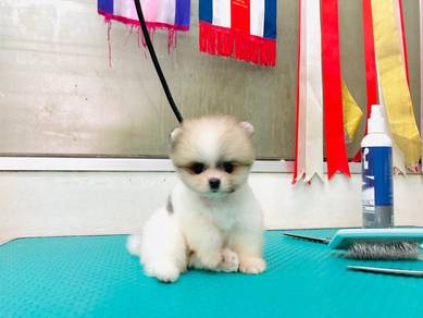 Pomeranian for sale malaysia