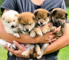 Special offer Good Quality Shiba Inu With MKA
