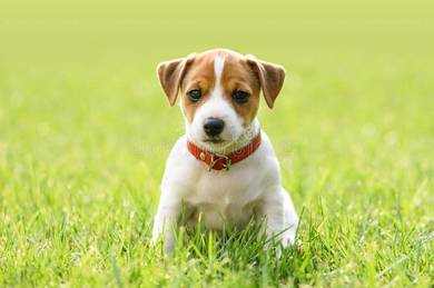 8 weeks Quality Jack Russell Rehome