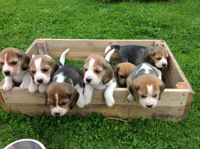 Quality Beagle new batch Open for visit
