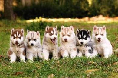 High Quality Wooly Husky Open For viewing 7weeks