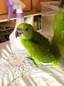 Burung Baby Yellow Crown Amzon Parrot Bird