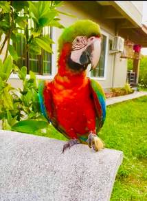 Burung Harlequin Macaw Parrot Bird Freefly