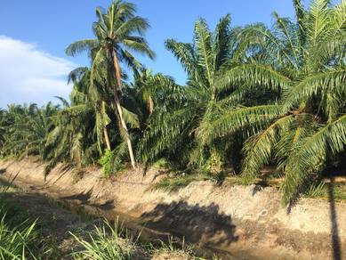 Agriculture Land For Sale At Telok Mengkuang,Teluk Panglima Garang,Sel