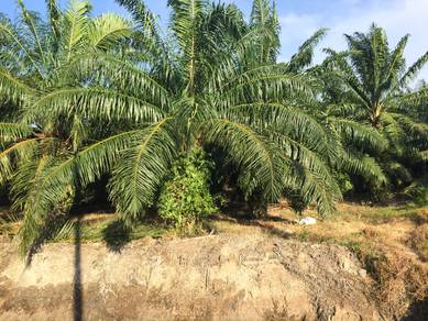 Agriculture Land For Sale At Telok Mengkuang,Teluk Panglima Garang,Sel