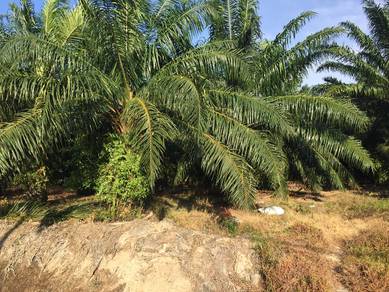 Agriculture Land For Sale At Telok Mengkuang,Teluk Panglima Garang,Sel