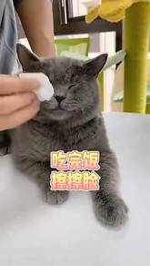 Pet Soft Wet Tissue Pet Wipes (80Pcs) Deodorizing