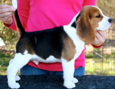 [ Open to viewing ] Good Quality Beagle 1weekold